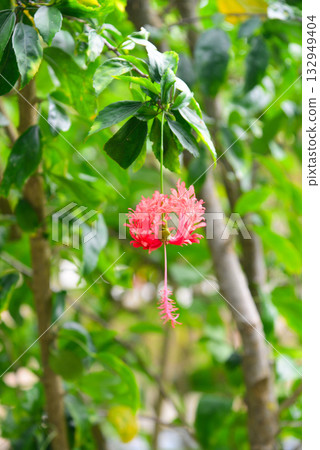 熱帶花卉，婆婆納 132949404