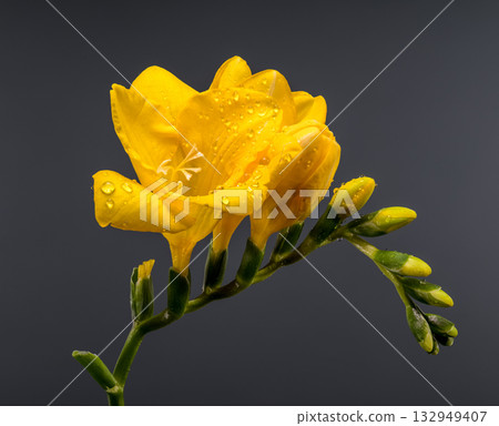 Golden Yellow Freesia Flowers and Buds on Smooth Gray Backdrop Golden Yellow Freesia Flowers and Buds on Smooth Gray Backdrop 132949407