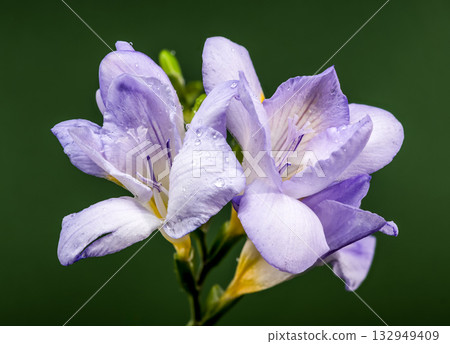 Delicate Lavender Freesia Flowers with Drops on Dark Green 132949409