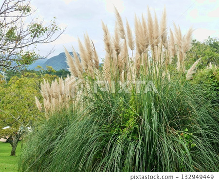 夏末餘暉下的秋日公園景色 夏末餘暉下的秋日公園景色 132949449