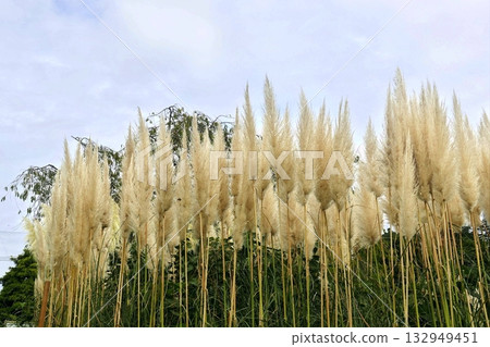 Autumn park scenery in the lingering heat of summer 132949451