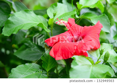 Tropical flower hibiscus 132949563