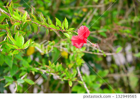 熱帶花卉芙蓉 熱帶花卉芙蓉 132949565