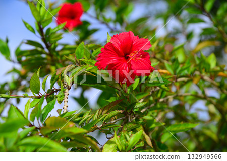 Tropical flower hibiscus 132949566