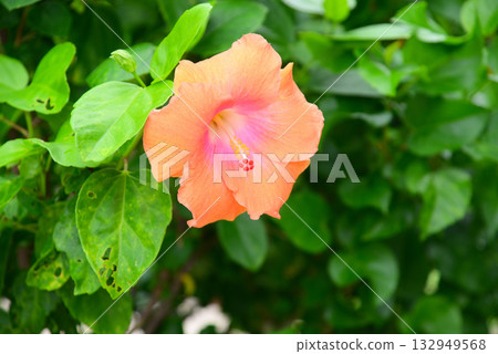 Tropical flower hibiscus Tropical flower hibiscus 132949568