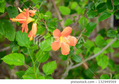 熱帶花卉芙蓉 熱帶花卉芙蓉 132949569
