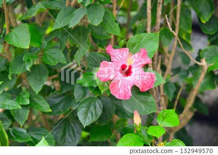 熱帶花卉芙蓉 132949570