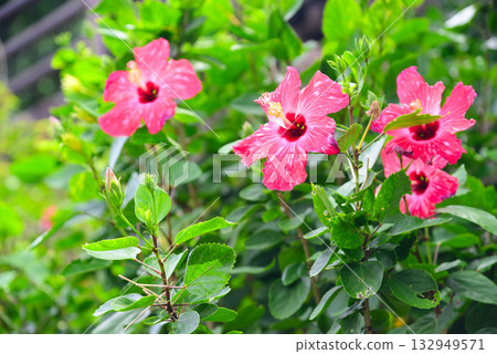 熱帶花卉芙蓉 熱帶花卉芙蓉 132949571