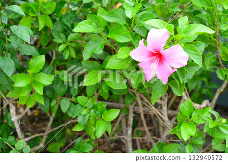 熱帶花卉芙蓉 熱帶花卉芙蓉 132949572