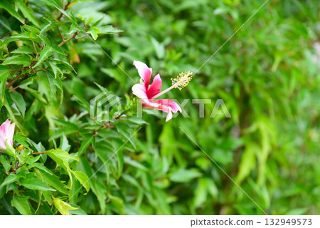 Tropical flower hibiscus Tropical flower hibiscus 132949573