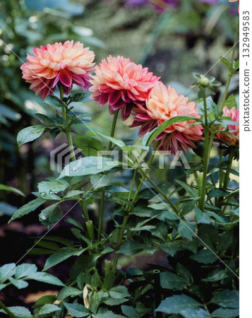 Dahlias in bloom 132949583