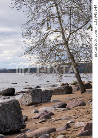 Bare birch tree and rocks on sandy autumn beach under cloudy sky. 132949644