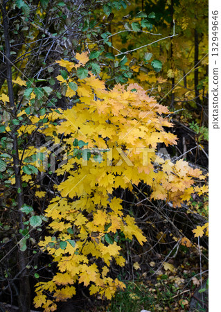 Close-up of autumn maple leaves in yellow and green on forest branches. 132949646