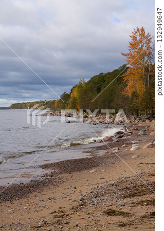 Sandy coastline with scattered rocks and colorful autumn trees along the shore. 132949647