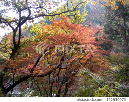 東北部的紅色秋天 132950073