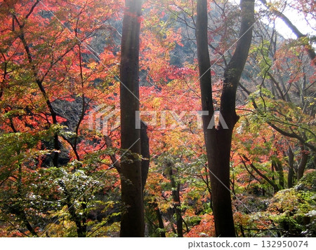 東北部的紅色秋天 132950074