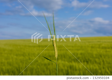 A single wheat stalk stands tall in a vast green field under a clear blue sky, representing nature's bounty on a sunny day A single wheat stalk stands tall in a vast green field under a clear blue sky, representing nature's bounty on a sunny day 132950104