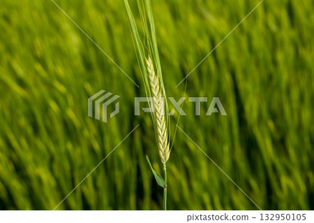 A single wheat stalk stands tall amidst lush green crops, showcasing its vivid grains under clear skies 132950105