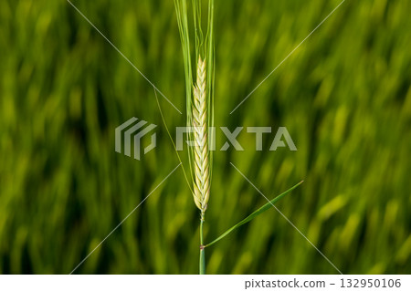 The bright green field features a detailed close-up of a wheat stalk standing tall, showcasing its development under the warm sunlight The bright green field features a detailed close-up of a wheat stalk standing tall, showcasing its development under the warm sunlight 132950106