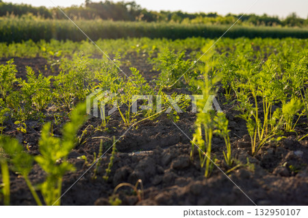 Carrots thrive in a vibrant field at golden hour, showcasing lush green tops above the fertile brown soil, capturing the essence of nature's bounty Carrots thrive in a vibrant field at golden hour, showcasing lush green tops above the fertile brown soil, capturing the essence of nature's bounty 132950107