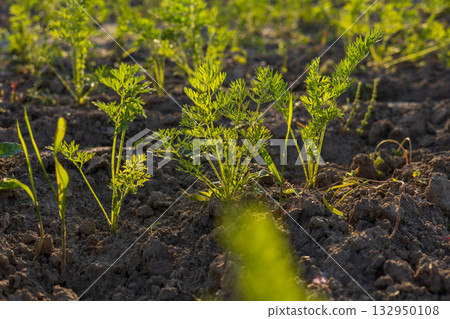 Young carrot plants sprout in rich soil, thriving under the sunlight on a warm day in a vibrant agricultural field Young carrot plants sprout in rich soil, thriving under the sunlight on a warm day in a vibrant agricultural field 132950108
