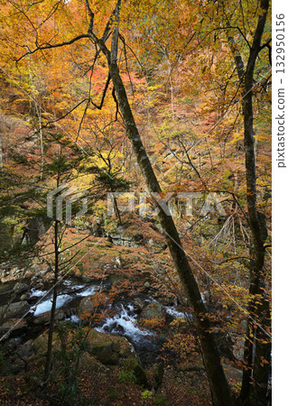 秋天的落葉倒映在山谷的岸邊 秋天的落葉倒映在山谷的岸邊 132950156