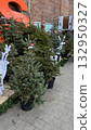 Christmas trees for sale in store, holiday season preparations 132950327