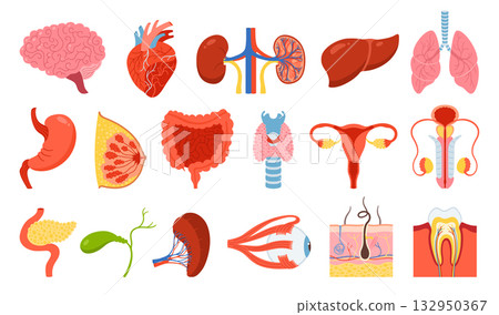 Human organs set cartoon lung brain heart skin hair tooth eye body elements collection vector set Human organs set cartoon lung brain heart skin hair tooth eye body elements collection vector set 132950367