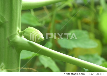 flower and young papaya fruit growth from branch with bug eating nectar in garden flower and young papaya fruit growth from branch with bug eating nectar in garden 132950416