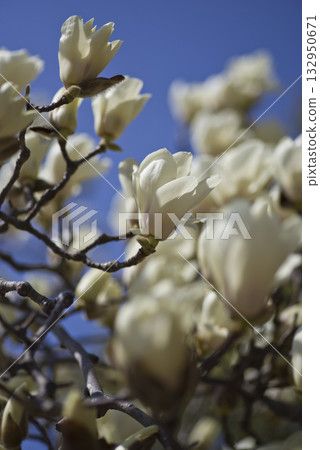 White flowers of Yulan magnolia are in bloom under the blue sky. The scientific name is Magnolia de nudata. White flowers of Yulan magnolia are in bloom under the blue sky. The scientific name is Magnolia de nudata. 132950671