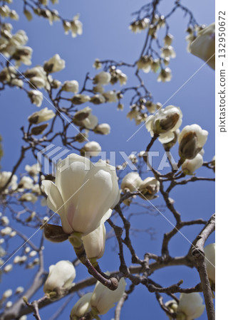 蔚藍的天空下，玉蘭白花盛開。學名是 Magnolia de nudata。 132950672