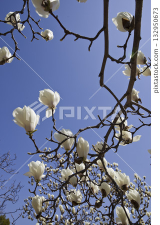 White flowers of Yulan magnolia are in bloom under the blue sky. The scientific name is Magnolia de nudata. White flowers of Yulan magnolia are in bloom under the blue sky. The scientific name is Magnolia de nudata. 132950673