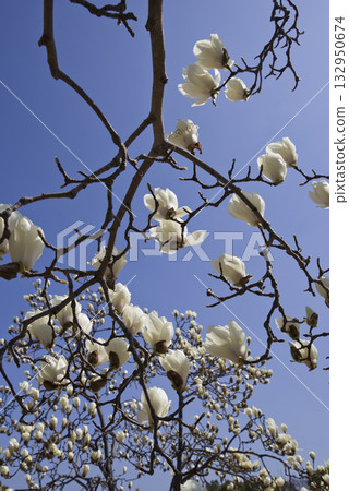 蔚藍的天空下，玉蘭白花盛開。學名是 Magnolia de nudata。 132950674