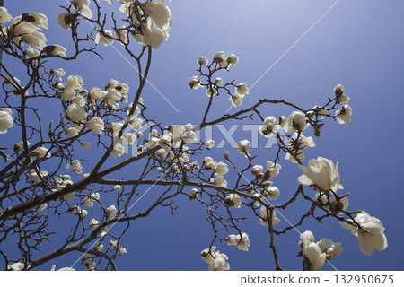 White flowers of Yulan magnolia are in bloom under the blue sky. The scientific name is Magnolia de nudata. White flowers of Yulan magnolia are in bloom under the blue sky. The scientific name is Magnolia de nudata. 132950675