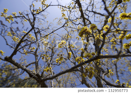 The cornel tree is in bloom with yellow flowers. 132950773
