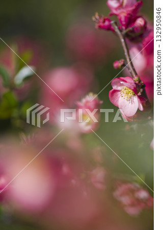 The pink quince flowers are in full bloom. The pink quince flowers are in full bloom. 132950846