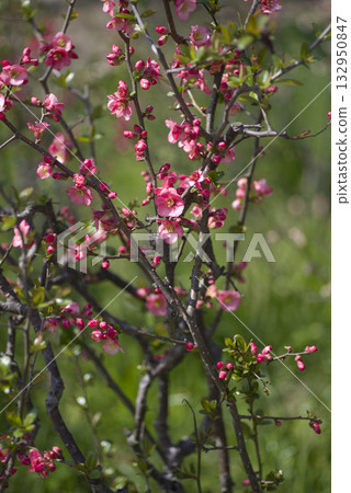The pink quince flowers are in full bloom. The pink quince flowers are in full bloom. 132950847