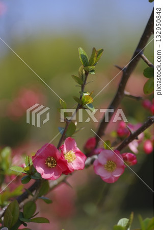 The pink quince flowers are in full bloom. The pink quince flowers are in full bloom. 132950848