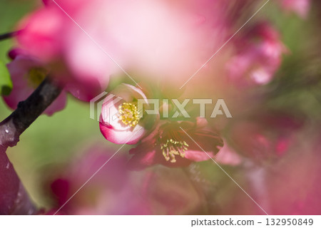 粉紅色的花朵正盛開。 132950849