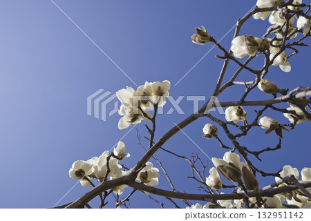 White flowers of Yulan magnolia are in bloom under the blue sky. The scientific name is Magnolia de nudata. White flowers of Yulan magnolia are in bloom under the blue sky. The scientific name is Magnolia de nudata. 132951142