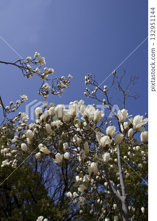 蔚藍的天空下，玉蘭白花盛開。學名是 Magnolia de nudata。 132951144
