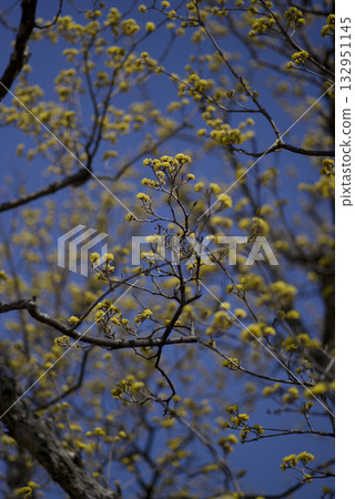 山茱tree樹開滿了黃色的花。 132951145