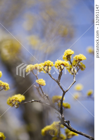 The cornel tree is in bloom with yellow flowers. The cornel tree is in bloom with yellow flowers. 132951147