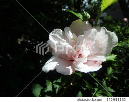 淺粉紅色的木槿花 淺粉紅色的木槿花 132951162