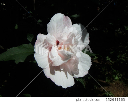 淡粉色的木槿花 淡粉色的木槿花 132951163