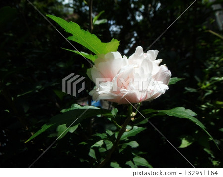 淺粉色芙蓉花 淺粉色芙蓉花 132951164