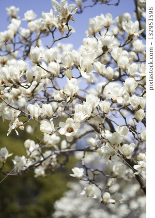 White flowers of Yulan magnolia are in bloom under the blue sky. The scientific name is Magnolia de nudata. White flowers of Yulan magnolia are in bloom under the blue sky. The scientific name is Magnolia de nudata. 132951598
