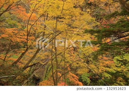長野縣上高郡高山村牧城雷瀑布的秋葉 長野縣上高郡高山村牧城雷瀑布的秋葉 132951623