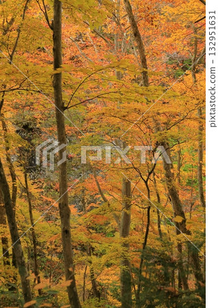 Autumn leaves at Kaminari Falls, Maki, Takayama Village, Kamitakai District, Nagano Prefecture 132951631