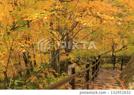 Autumn leaves at Kaminari Falls, Maki, Takayama Village, Kamitakai District, Nagano Prefecture Autumn leaves at Kaminari Falls, Maki, Takayama Village, Kamitakai District, Nagano Prefecture 132951632